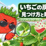 虫眼鏡でいちごの葉柄を観察する、いちご博士とオアシスくん