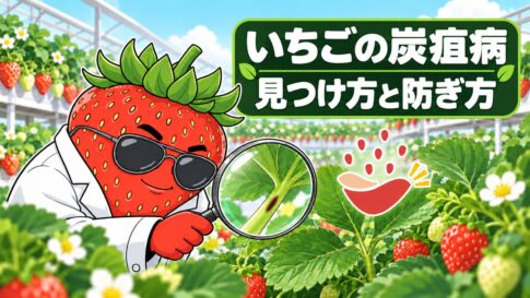 虫眼鏡でいちごの葉柄を観察する、いちご博士とオアシスくん