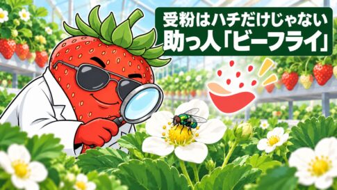 受粉はハチだけじゃない・助っ人「ビーフライ」の見出しと、いちごの花のビーフライを見守るいちご博士とオアシスくん