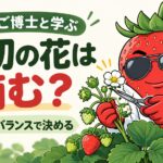 最初の花は摘む? 株と実のバランスで決める。花房とハサミを見比べるいちご博士。