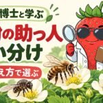 受粉の助っ人の使い分け。いちご博士とビーフライ・ミツバチ・マルハナバチ。