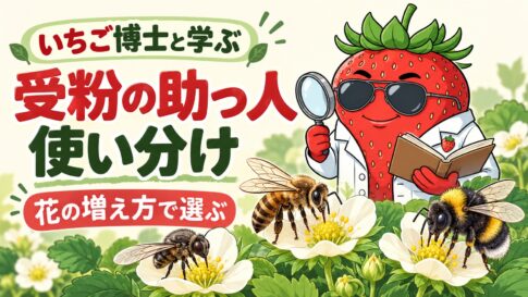 受粉の助っ人の使い分け。いちご博士とビーフライ・ミツバチ・マルハナバチ。