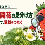 白衣とサングラスのいちご博士が、つぼみと開いた花、ビーフライとマルハナバチを虫眼鏡で観察する。出蕾と開花の見分け方、花と虫を見て受粉をつなぐ。