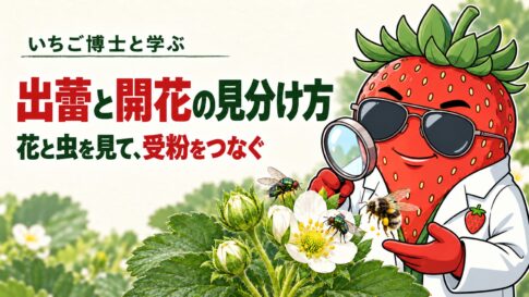 白衣とサングラスのいちご博士が、つぼみと開いた花、ビーフライとマルハナバチを虫眼鏡で観察する。出蕾と開花の見分け方、花と虫を見て受粉をつなぐ。