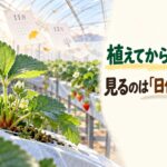 植えてから12月まで。見るのは「日付」より「株」。高設栽培のいちごの株と花芽
