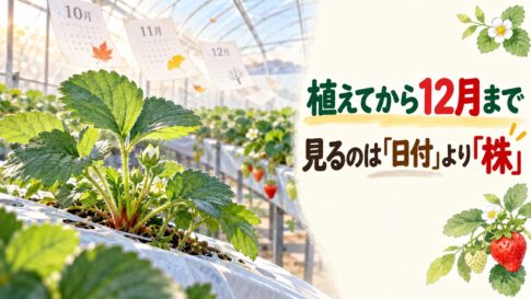 植えてから12月まで。見るのは「日付」より「株」。高設栽培のいちごの株と花芽