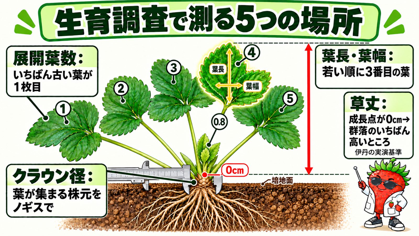 生育調査で測る5つの場所を示し、展開葉数はいちばん古い葉を1枚目、クラウン径は葉が集まる株元をノギスで、草丈は地面(培地面)を0cmとして群落のいちばん高いところまで、葉長・葉幅は若い順に3番目の葉を測る模式図。